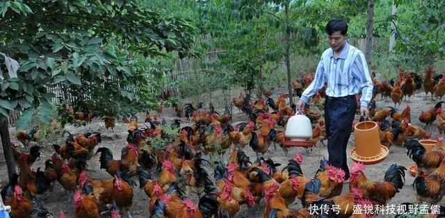  殖行业：未来5年，农民养殖什么最赚钱不是养猪，也不是养鸡！