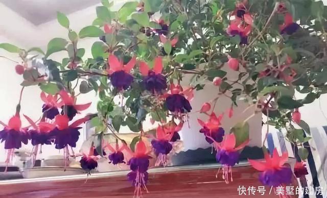 停歇|2种“开花机器”,一年300多天不停歇,养2盆,天天有花看,值