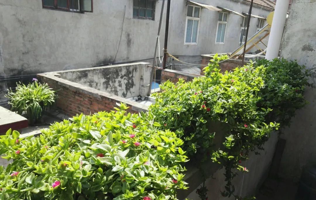 【慎养】这花要慎养,每年砍掉3麻袋,照样蹭蹭长!