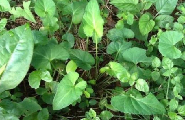 农村路边一种野草，叫做“犁头草”，农民见到就除，药用价值珍贵