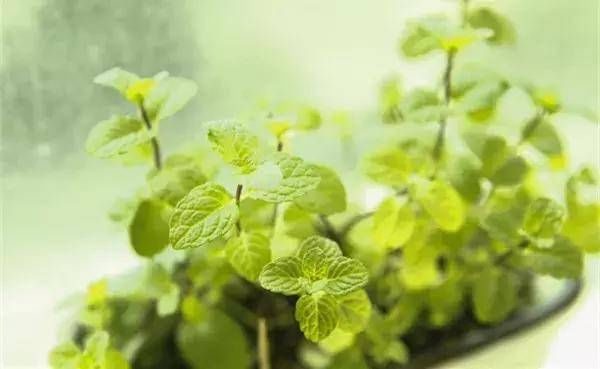 『外观很』怎样浇水都死不了的植物,新手们速度收藏起来