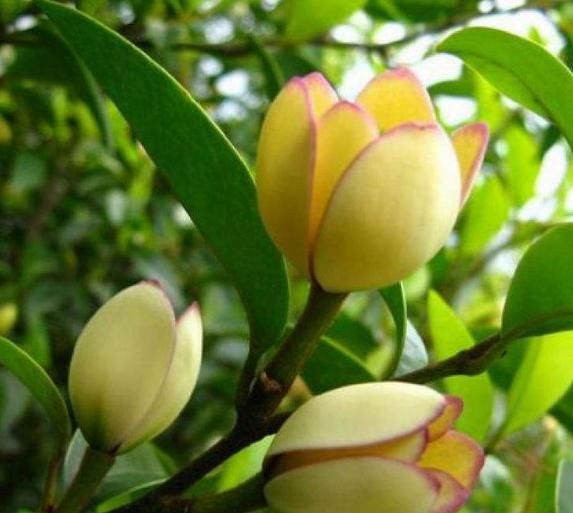  『香味』家中养棵“香水花”，花开似笑非笑，犹抱琵琶半遮面，惹人怜爱
