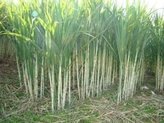 最佳甘蔗养殖法，你知道几种？这样种出来的甘蔗人人都说好