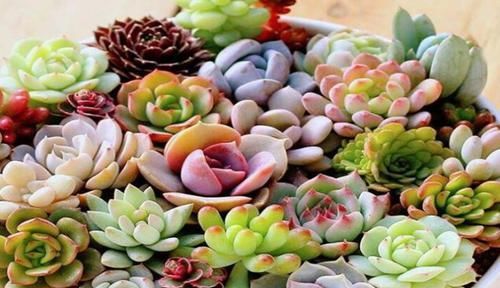  [技巧]多肉植物四季浇水有技巧，掌握好以下3点，助你成为养殖大咖
