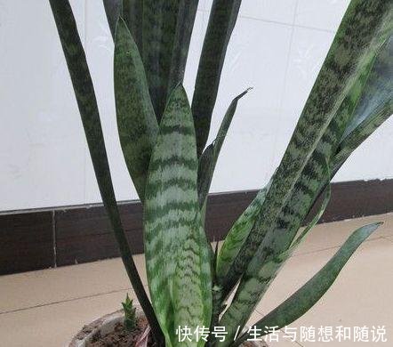 「适合」5种花能在夜间“呼吸”,适合摆在卧室内,可净化废弃,对睡眠好