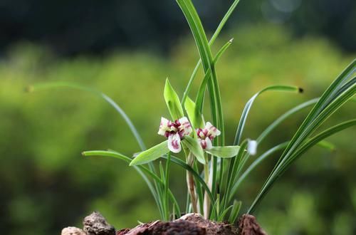 「错过」兰花退草还是兰花茎腐病？只需两个绝招，没判断错过