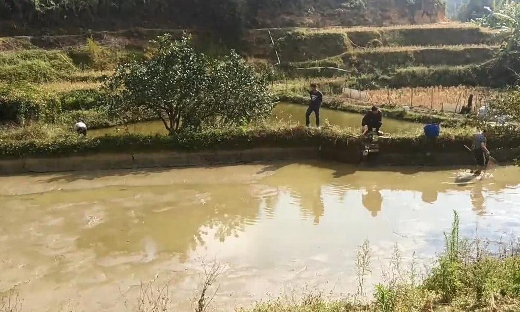 水田里的鱼养了2年，看看有多大了？农村大叔下水捕捞起来不少