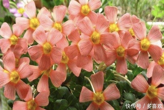  [萝卜]1种野草被称为“酸咪咪”，不仅能开花，还有“萝卜根”，珍贵！