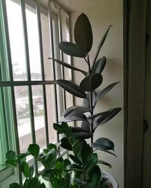  「图片作者」客厅就养这4种花，威武霸气，开花还漂亮！