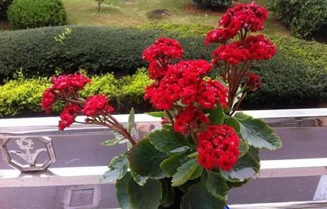  【长寿花养成】如何养护长寿花盆栽能开花多？将枝干剪一剪，老桩照样多开花