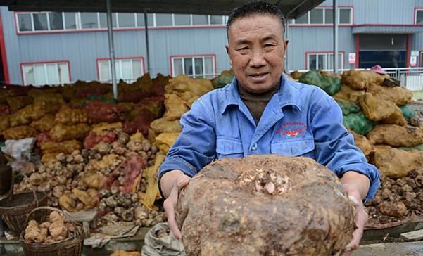  种植@去年9毛一斤不愿意种，如今卖7000元一吨，农民：今年种太