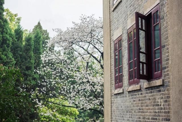 这7个火车高铁直达的赏樱圣地，将撑起整个中国的颜值！