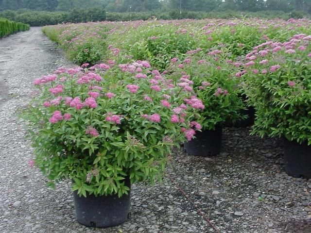  旺盛■适合养在北方的盆栽绣线菊，耐寒能力强，开花旺盛，花期超长