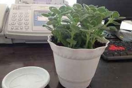 【肉质植物】这“2种”植物,最适合“上班族”养,不仅耐阴性,还能防辐射!