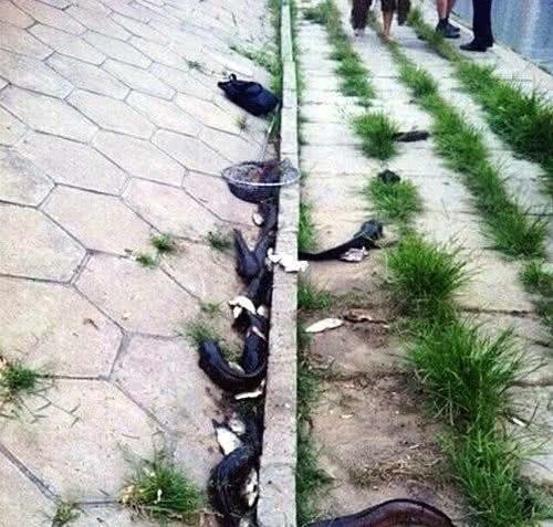 高铁过境致鱼群触电鱼群疯狂跳上岸，钓友捡鱼