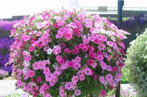 适合■6种花适合“吊起来”养,开花多不占地,阳台变花园,看着真过瘾