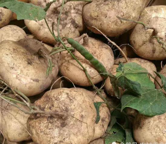 农村地里这种农作物过去没人吃，如今却很值钱，生吃还可以解酒！