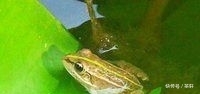  『鱼塘』乡下堂哥家鱼塘钓龙虾, 新鲜的猪肝pk青蛙做饵