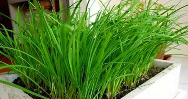  『蔬菜』阳台种菜不出芽，想吃菜都没有，这几步很关键