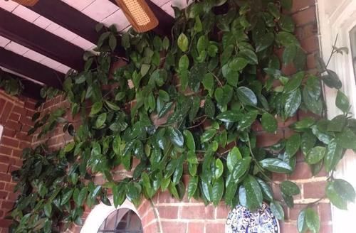  『心叶蔓绿绒』窗台上的吊盆植物，你是选观叶植物，还是开花植物？