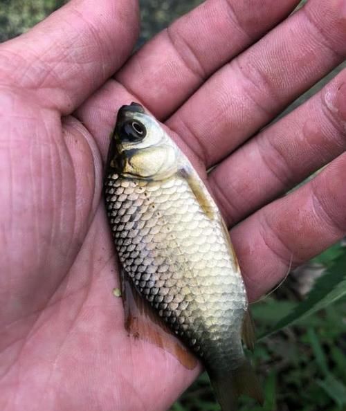  不好：小鲫鱼太多不好钓？我只改动了3个细节，就让咬钩的变成大鲫鱼了
