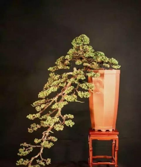 一组悬崖盆景佳作欣赏 可上九天揽月 可下五洋捉鳖