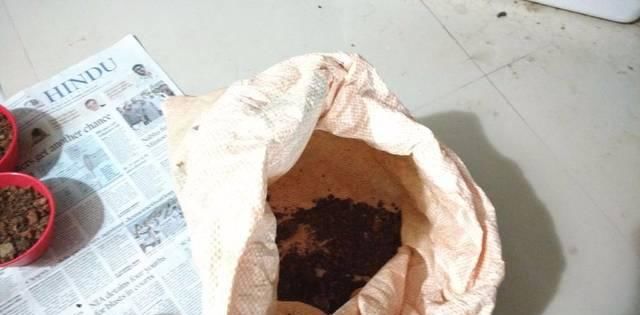  盆栽植物：我用这方法扦插繁殖了几十盆的植物，薄荷、吊兰轻松培育