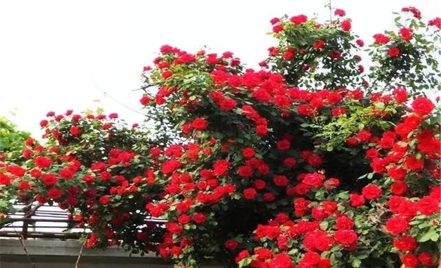 『庭院』庭院最香爬藤花卉,一年能开180,花朵艳丽,比玫瑰还好看!