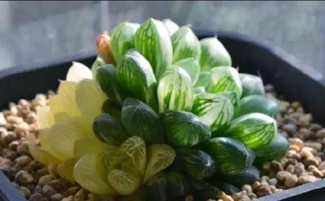  「玉露根部」4月底玉露还能砍头吗？砍头注意哪些事项？