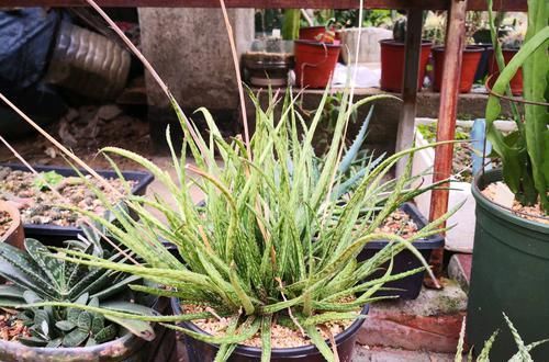  图解■图解盆栽芦荟常见的5种烂根方式，芦荟烂根了怎么办？