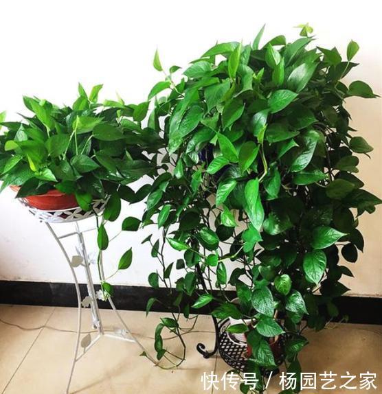  绿萝■绿萝“常年”有“3怕”，难怪“烂根”又黄叶，现在纠正也不晚