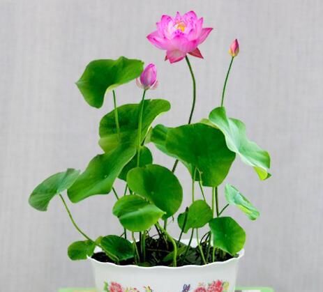  『根部呼吸』养水培植物有技巧，常见的5种“病症”要知道，不然总是养不好