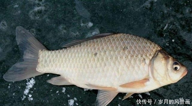  「水口的浅滩」早春钓鱼不要错过这个地方，渔获一定不会差，大部分水域都有