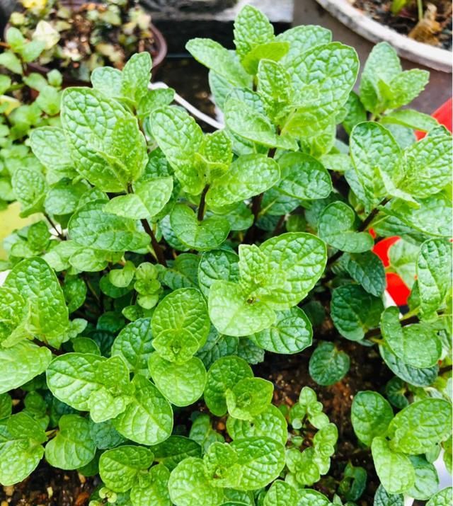  带香味@这花就是“活香水”,摆客厅,空气更清新!