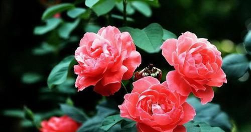 充足的情况@栽种月季花要注意什么,月季花是否能常年在室外养护?