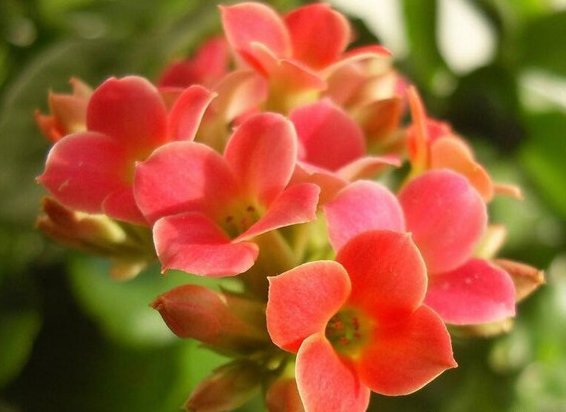 『开花』此5种花朵最适合放在阳台,沾土即活,非常容易爆盆,枝繁叶茂