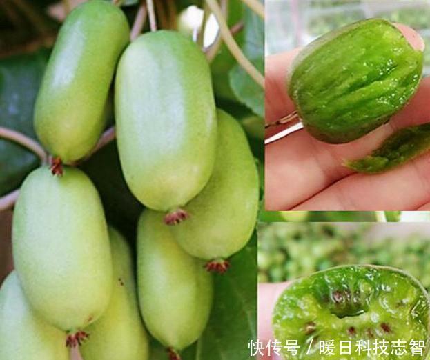 『种植』我国最新兴的果树,比蜂 蜜甜25倍,插土里就活,来年扁担装不完