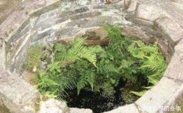 「种植物」在井边生长的这类草,如今真的很少见,居然有珍贵的价值