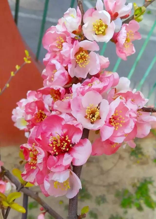  「西府海棠」人间最美四月天，百花齐放争鸣时，唯有海棠最妖娆！