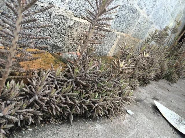 慎养■这花要慎养，每年砍掉3麻袋，照样蹭蹭长