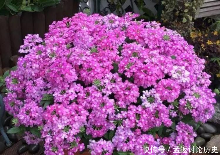 「洋桔梗」4种花是爆盆“能手”,花开一茬又一茬,美不胜收,人见人爱!