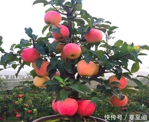  无花果|还在阳台种绿植现在流行养此些水果盆栽，好看又好吃