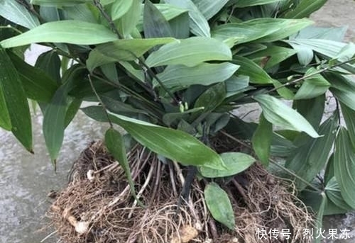 路边@农村小路边,1种“老虎姜”根茎肥大,别乱采挖,太珍贵,也少见