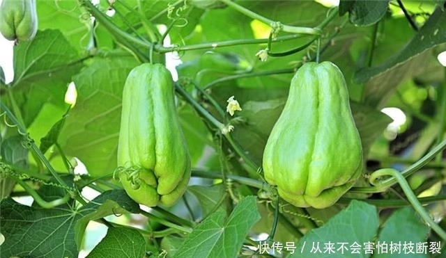  种植：农村这种菜，一株能结果500个，以前很受欢迎，如今却无人