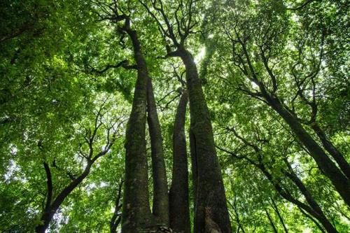  我国|我国“最珍贵”的树，属国家二级保护植物，不是黄山的迎客