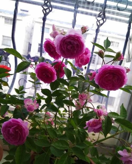  暗淡：这几款花卉，养在家里幽香暗淡，花大色艳花期长，满屋花香四溢