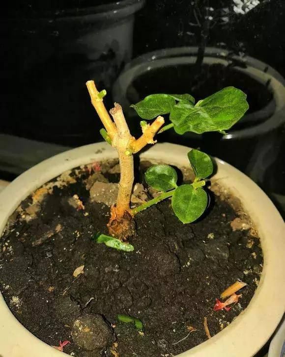  『过程中』茉莉徒长不开花？怎么做花朵开到炸
