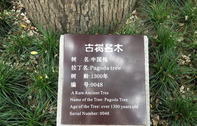 西安最该去的免费4A级景区,已列入世界遗产,环境优美却鲜为人知
