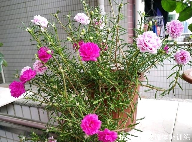 成单瓣太|重瓣太阳花总是变为单瓣太阳花怎么办?收集种子慢慢淘汰