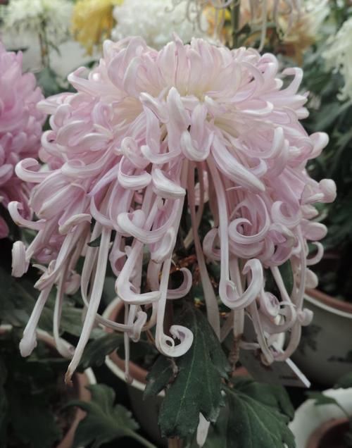  【珍品】喜欢菊花，不如养盆“珍品名菊”菊渊雅韵，似粉嫩少女，粉嫩可爱